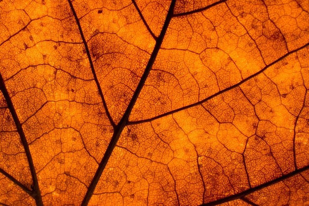 Fond de texture d'une feuille morte en automne