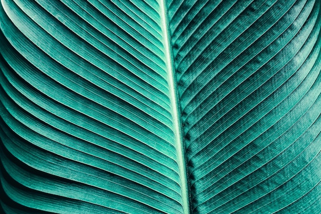 fond de texture de feuille de palmier bleu