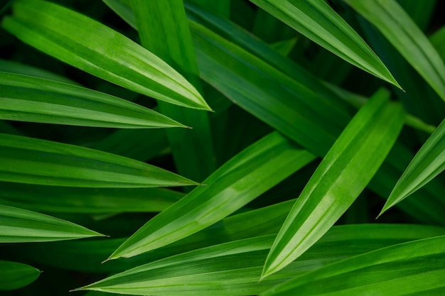 Fond de Texture de feuille de Pandan Tropical vert
