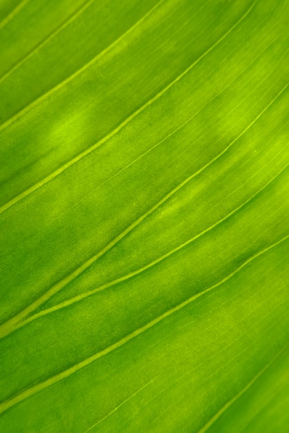 Fond de texture de feuille de plantes tropicales vert vif