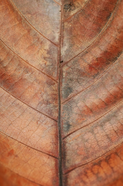 Fond de texture de feuille sèche