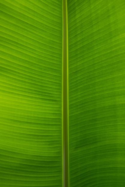 Fond de texture de feuille tropicale vert gros plan structure de feuille gros plan abstrait vert texture nature fond feuille tropicale