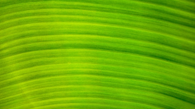 Fond de texture de feuille verte fraîche de banane