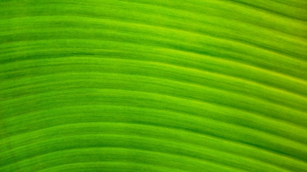 Fond de texture de feuille verte fraîche de banane