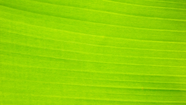 Fond de texture de feuille verte fraîche de banane