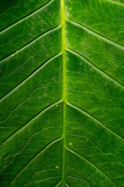 Photo fond de texture de feuille verte gros plan motif naturel et texture de feuille plante tropicale