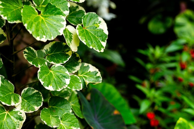 Photo fond de texture de feuille verte gros plan motif naturel et texture de feuille plante tropicale