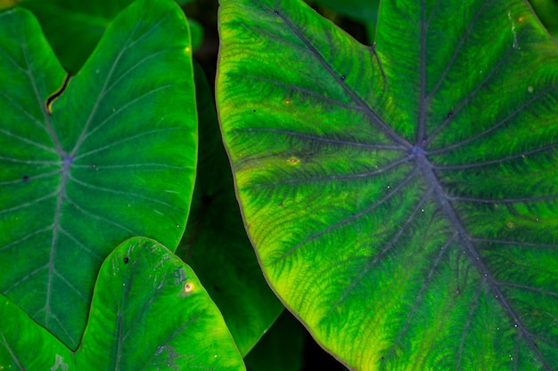 Photo fond de texture de feuille verte gros plan motif naturel et texture de feuille plante tropicale