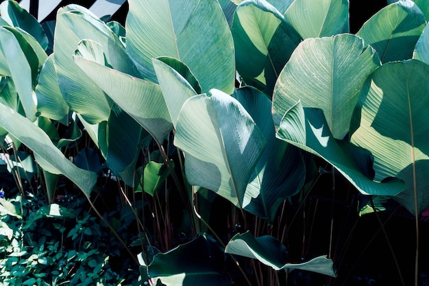 Photo fond de texture de feuille verte tropicale