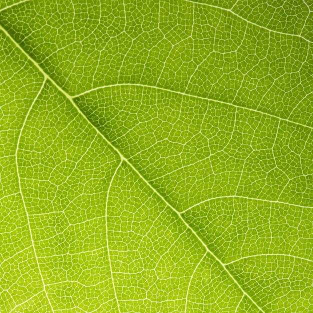 Fond de texture de feuille verte