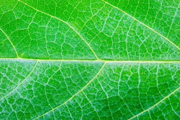 Fond de texture de feuille verte