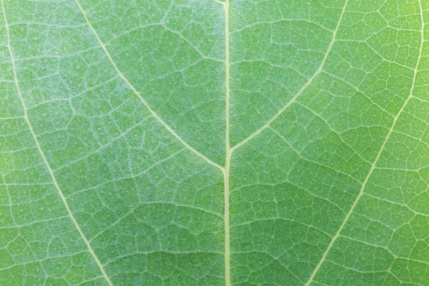 Fond de texture de feuille verte