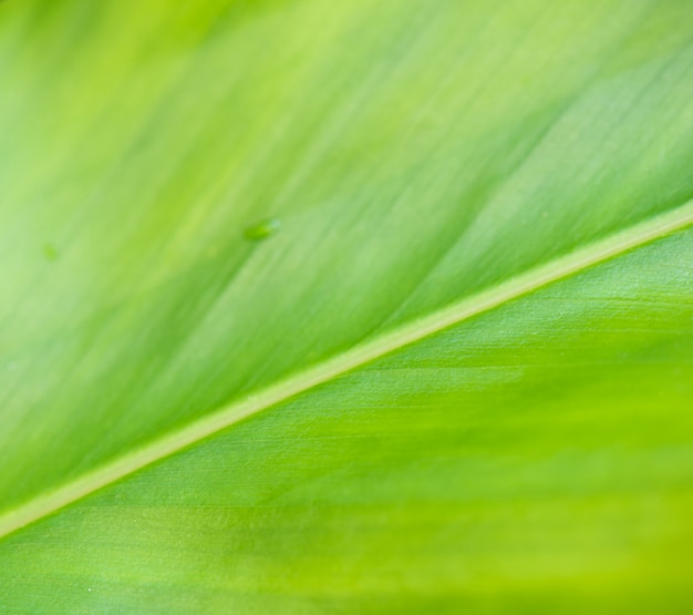 Fond de texture de feuille verte