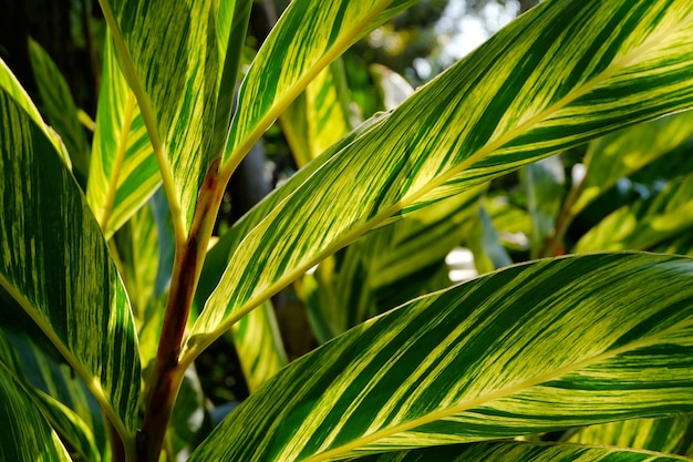 Fond de texture de feuille