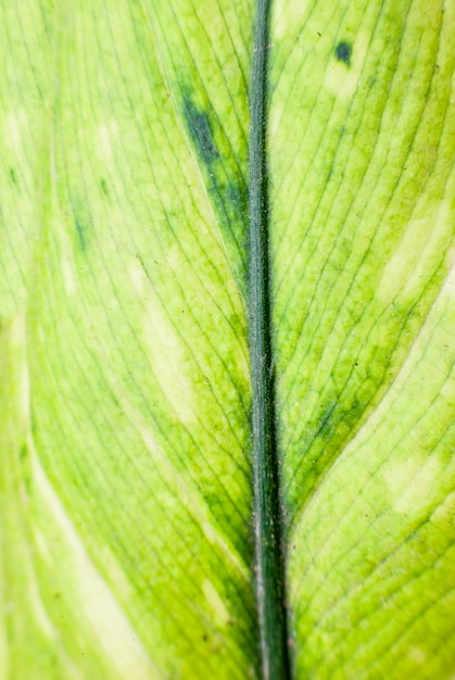 Fond de texture de feuille