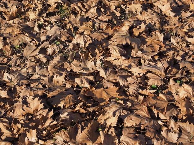 Fond de texture de feuilles brunes