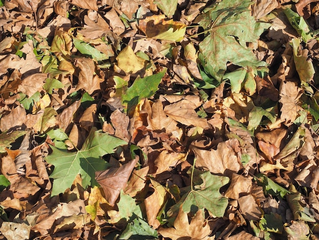 Fond de texture de feuilles brunes