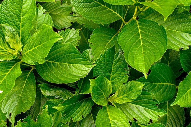 Fond texturé de feuilles d'hortensia vert