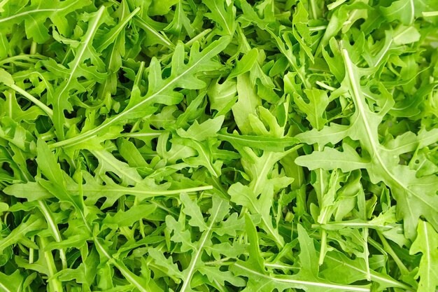 Fond de texture de feuilles de roquette ou de rucola fraîches