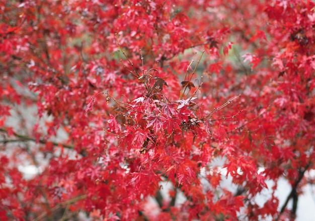 Fond de texture de feuilles rouges