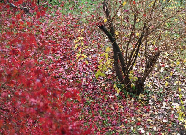 Fond de texture de feuilles rouges