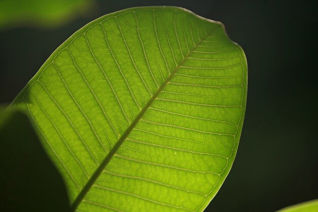 Fond de texture de feuilles tropicales