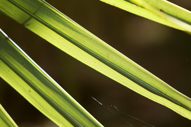 Fond de texture de feuilles tropicales