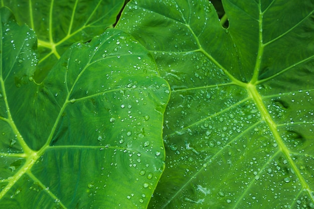 Fond de texture de feuilles vertes avec des gouttes d'eau de pluie