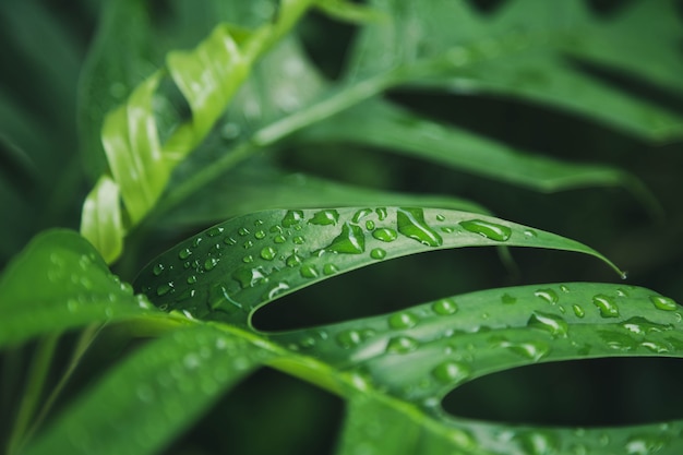 Fond de texture de feuilles vertes avec des gouttes d'eau de pluie