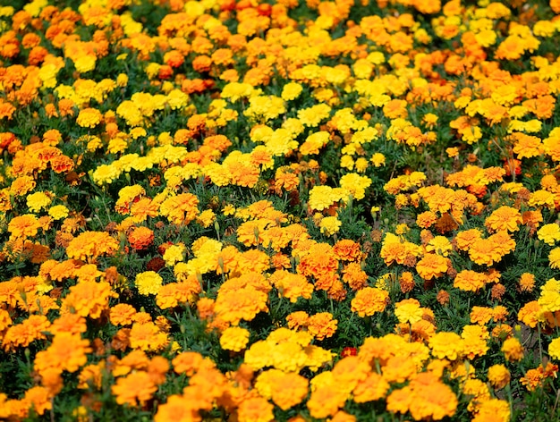 Fond de texture de fleurs de jardin orange vif