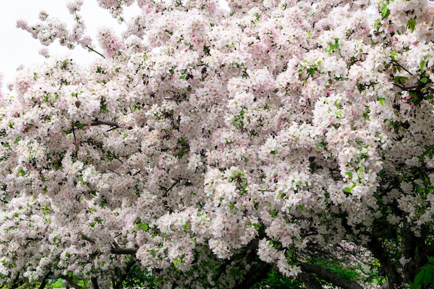 Fond de texture de fleurs roses