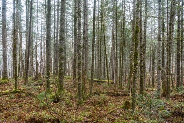 Fond texturé de forêt d'arbres et de terres au début du printemps avec le soleil