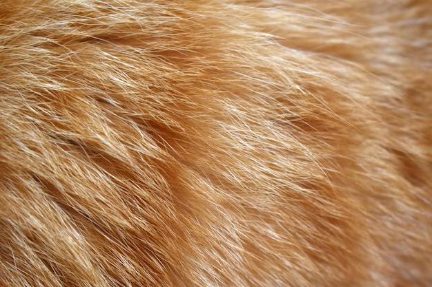 Fond de texture de fourrure de chat gingembre