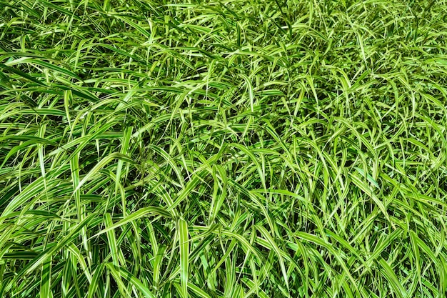 Fond de texture d'herbe naturelle rayé vert à la lumière du soleil