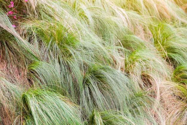 Fond de texture d'herbe sèche