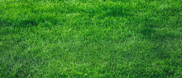 fond de texture herbe verte fraîche