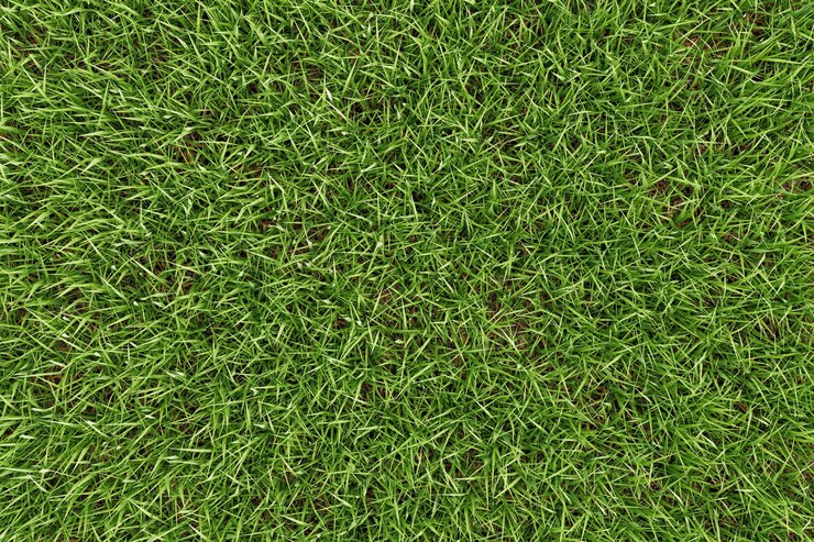Photo fond de texture d'herbe verte gros plan