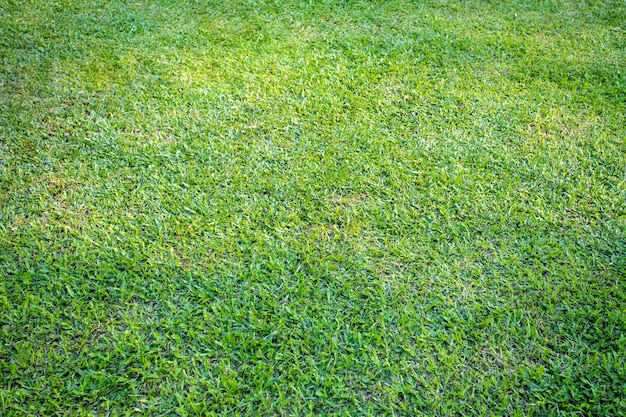 Fond de texture d'herbe verte naturelle avec motif de pelouse verte copie espace