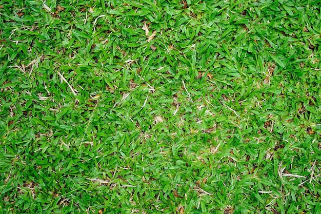 Fond de texture d'herbe verte naturelle