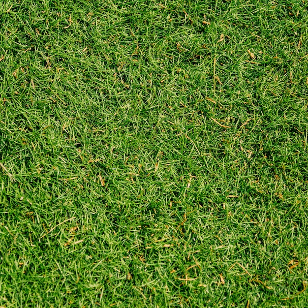 Fond de texture d'herbe verte