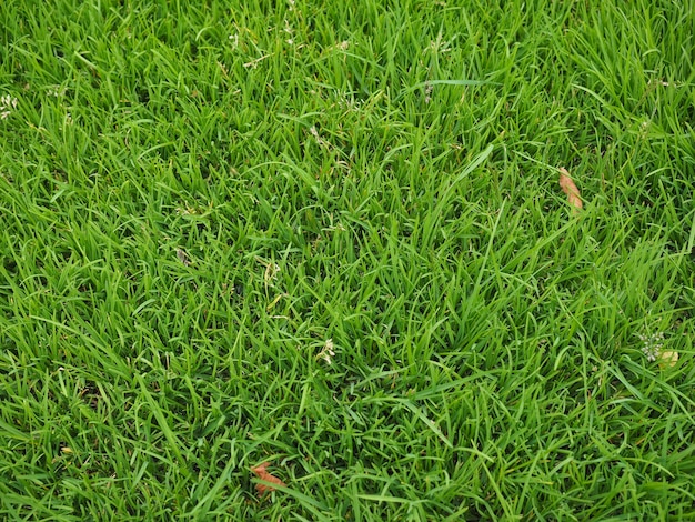 Fond de texture d'herbe verte