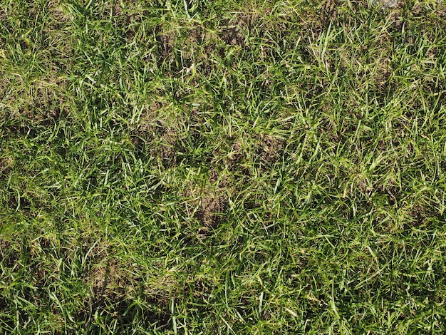 Fond de texture d'herbe verte