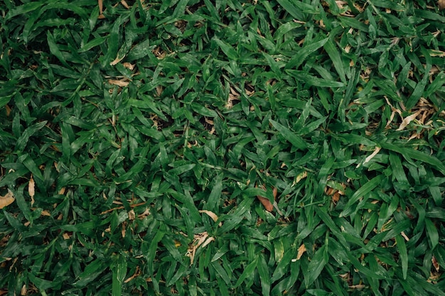 Photo fond de texture de l'herbe