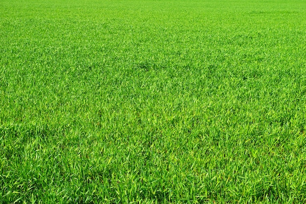 Fond de texture d'herbe