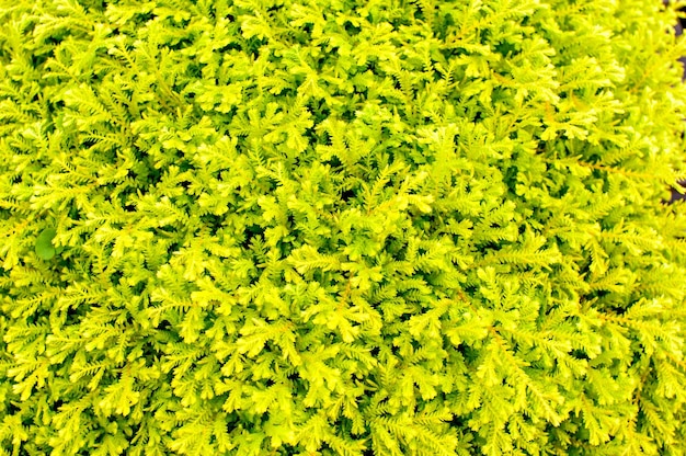 Fond de texture de jardin de plantes jaunes ou vertes