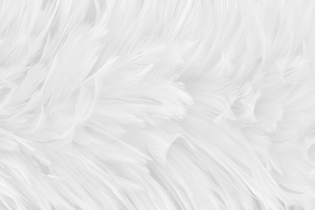 Photo fond de texture motif plumes d'oiseau gris blanc