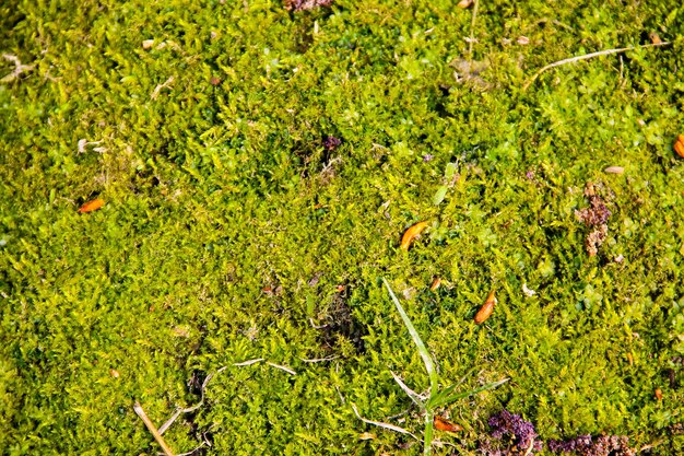 Fond de texture mousse verte