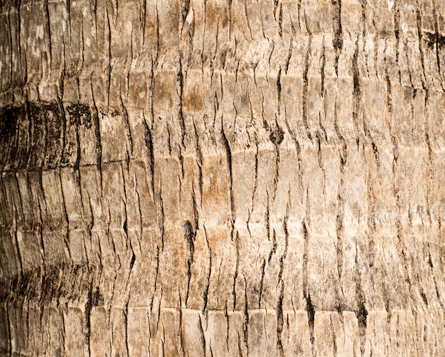 Fond de texture naturelle d'écorce de bois de palmier brun rugueux.