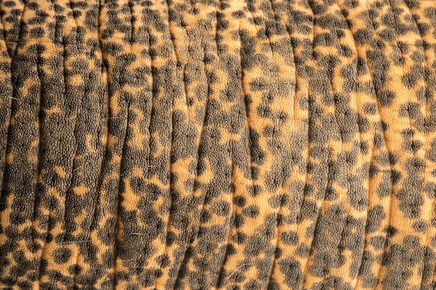 Fond de texture de peau de cuir éléphant thaï