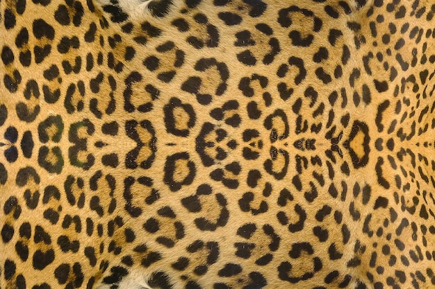 Fond de texture de peau de jaguar, léopard et ocelot